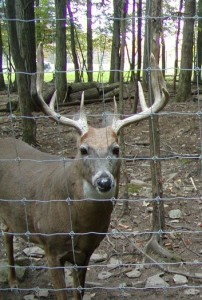 deer-pen